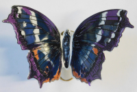 Porzellanfigur bunter Schmetterling auch zum Aufhängen Rudolf Kämmer 10,5x7cm (7