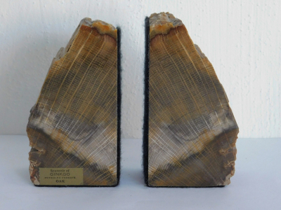 2 Buchstützen versteinertes Holz Eiche Oak vom Ginkgo Petrified Forest USA Deko