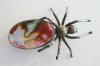 Ausgefallene Brosche Spinne Silber 925 mit Perlmutt Einlage 4,5x2,8cm 7,2g