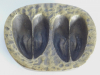 Rehwild Beitritt Puma Ascher nach Frevert Bronze Messing ? Trittsiegel 9,3x7,6cm